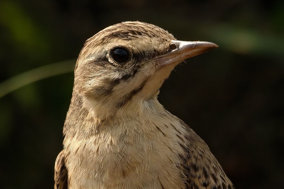 Tawny Pipit
