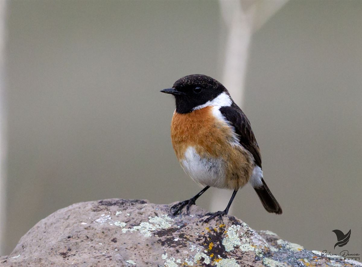 European Stonechat