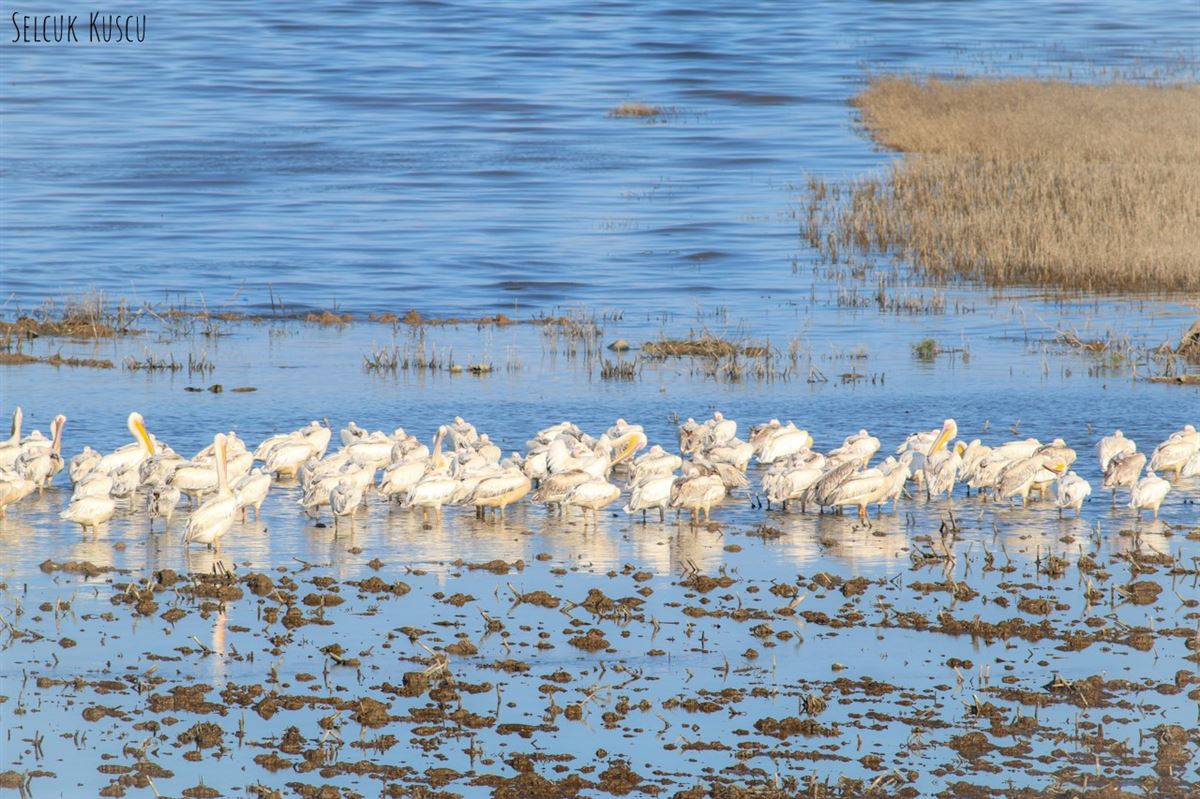 Great White Pelican