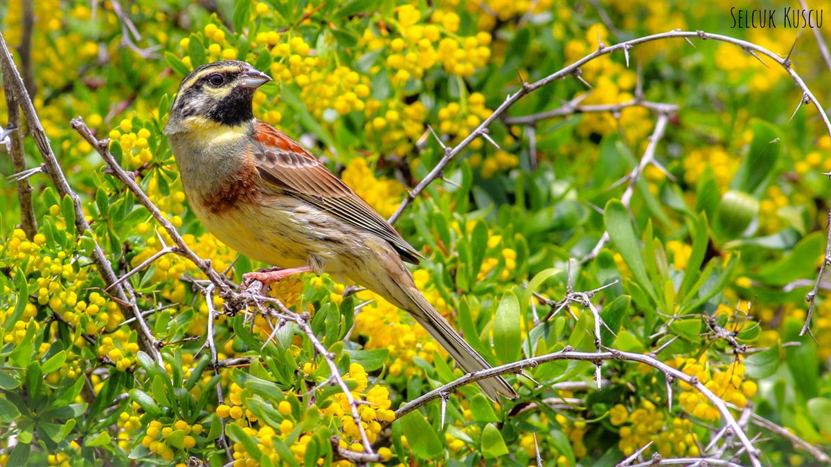 Cirl Bunting