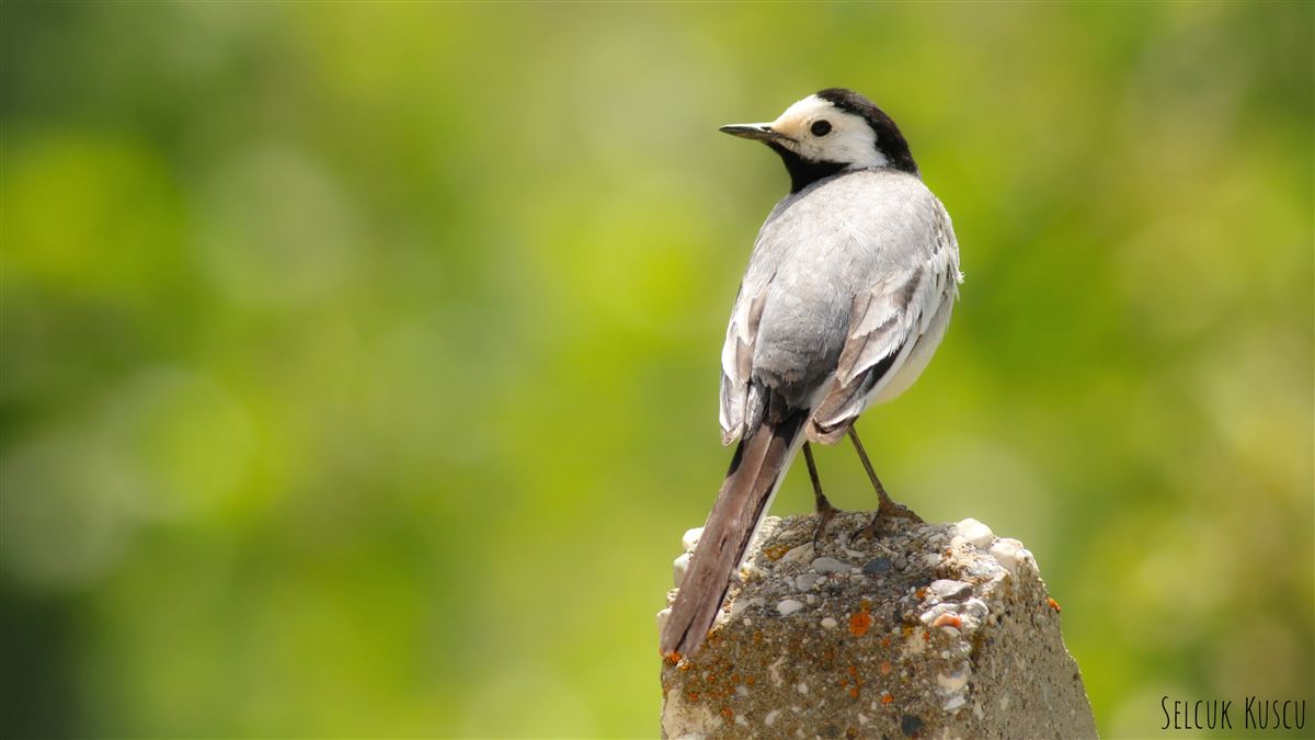 White Wagtail
