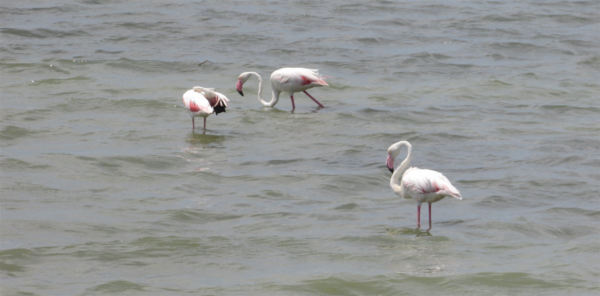Greater Flamingo