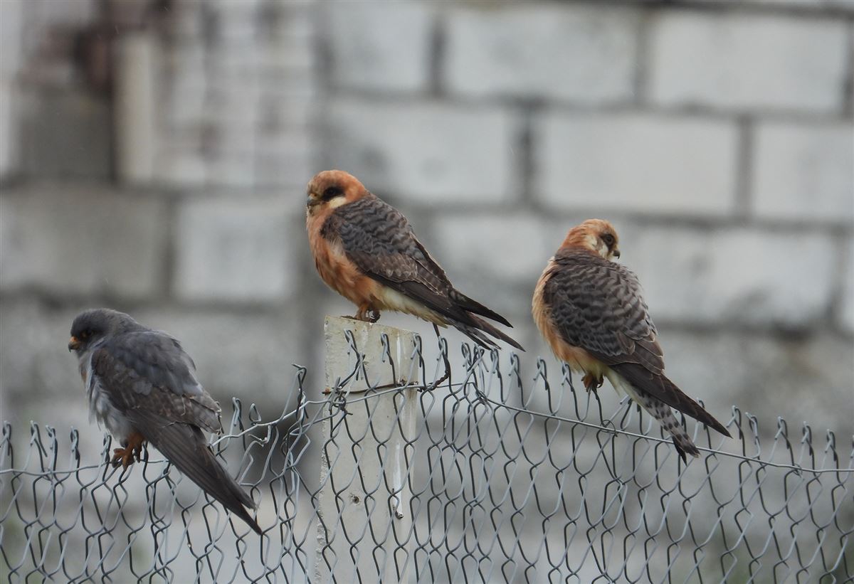 Red-footed Falcon