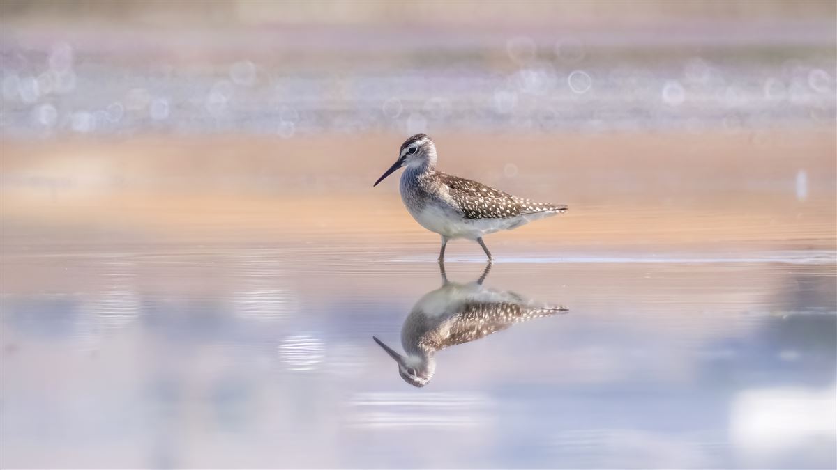 Wood Sandpiper