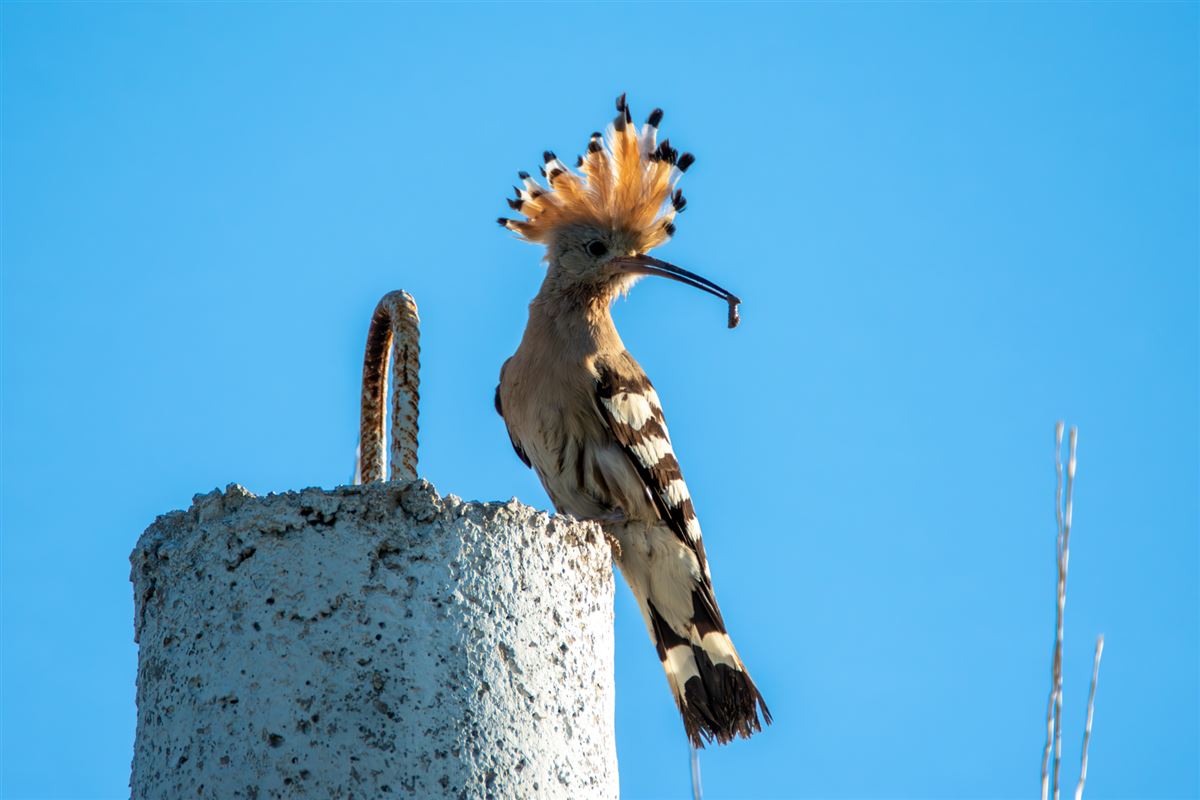 Common Hoopoe