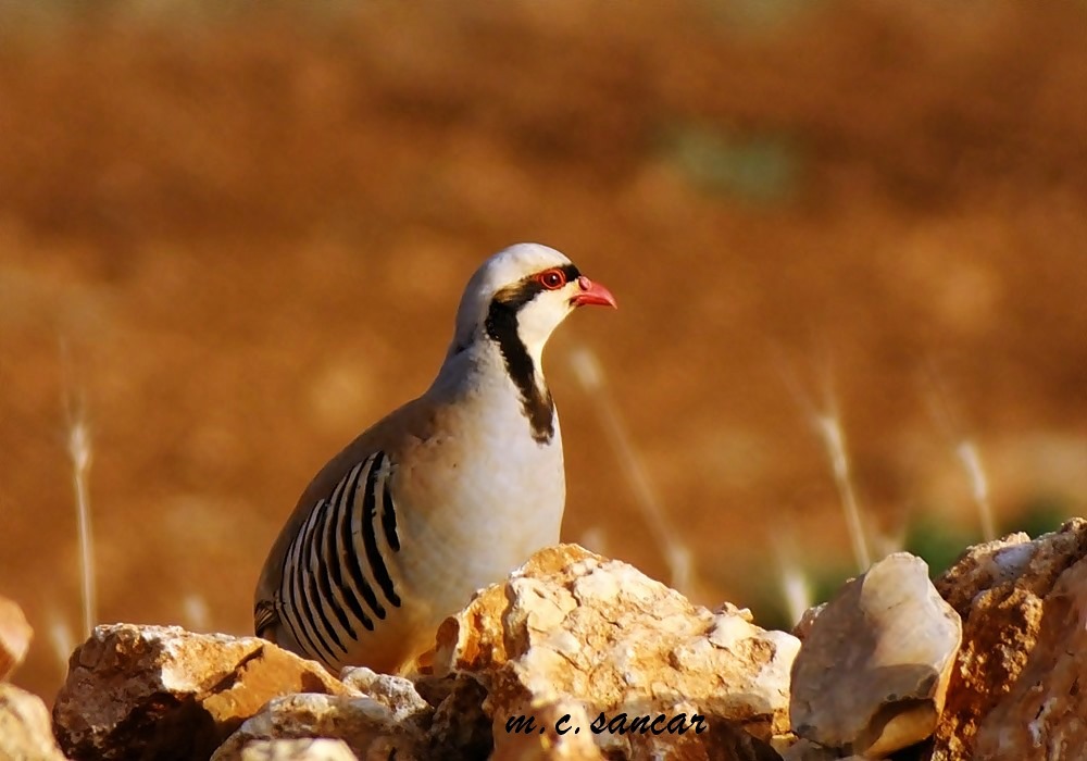 Chukar Partridge