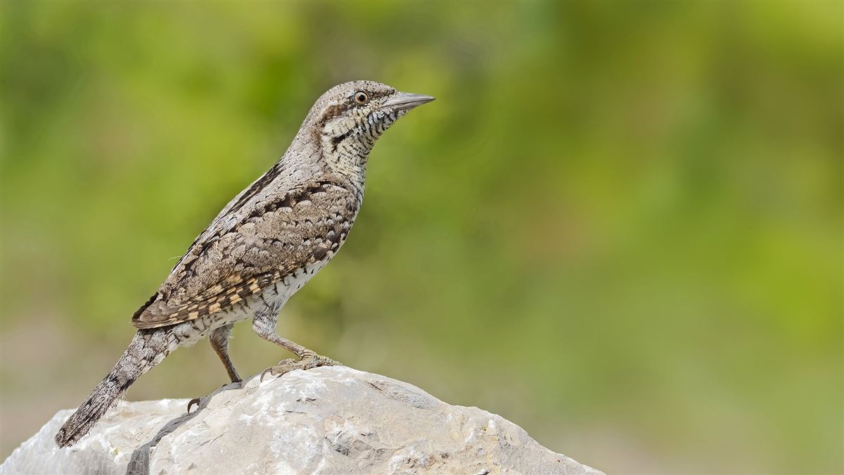Eurasian Wryneck