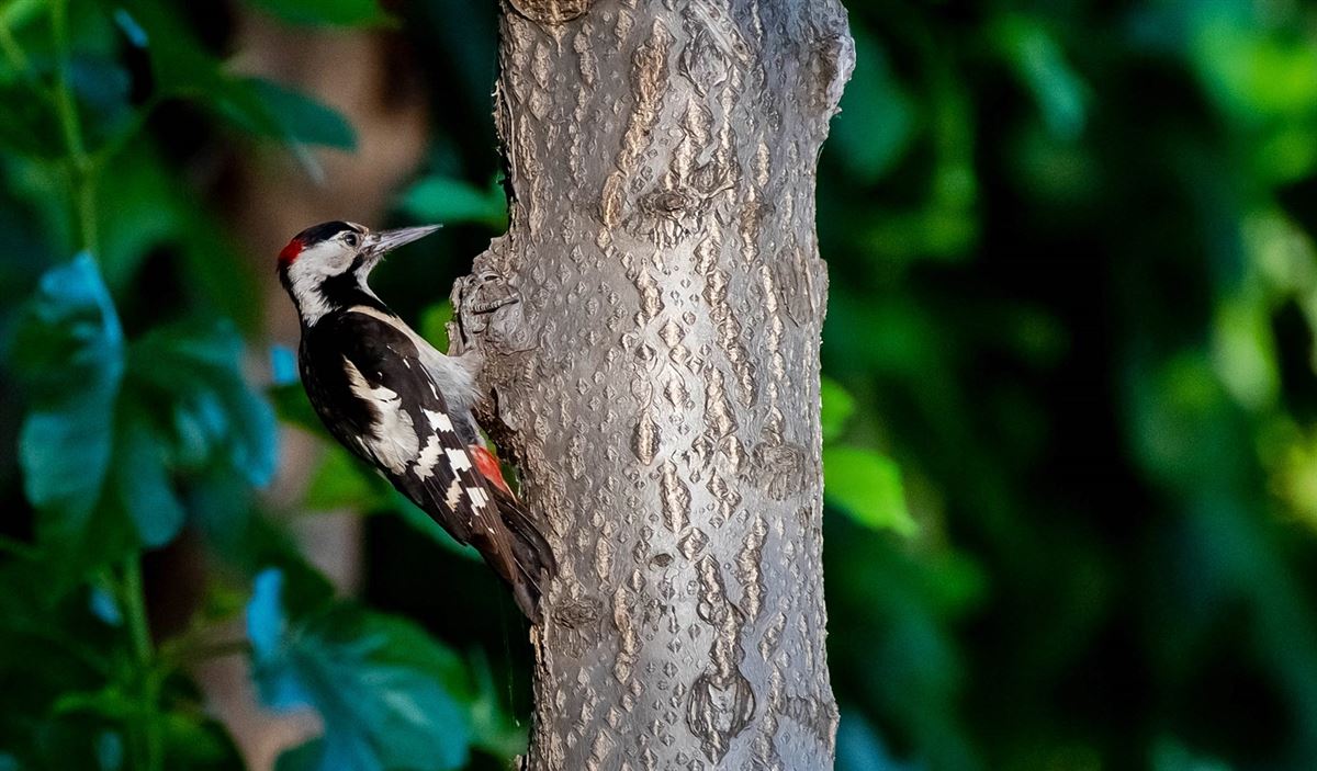 Syrian Woodpecker