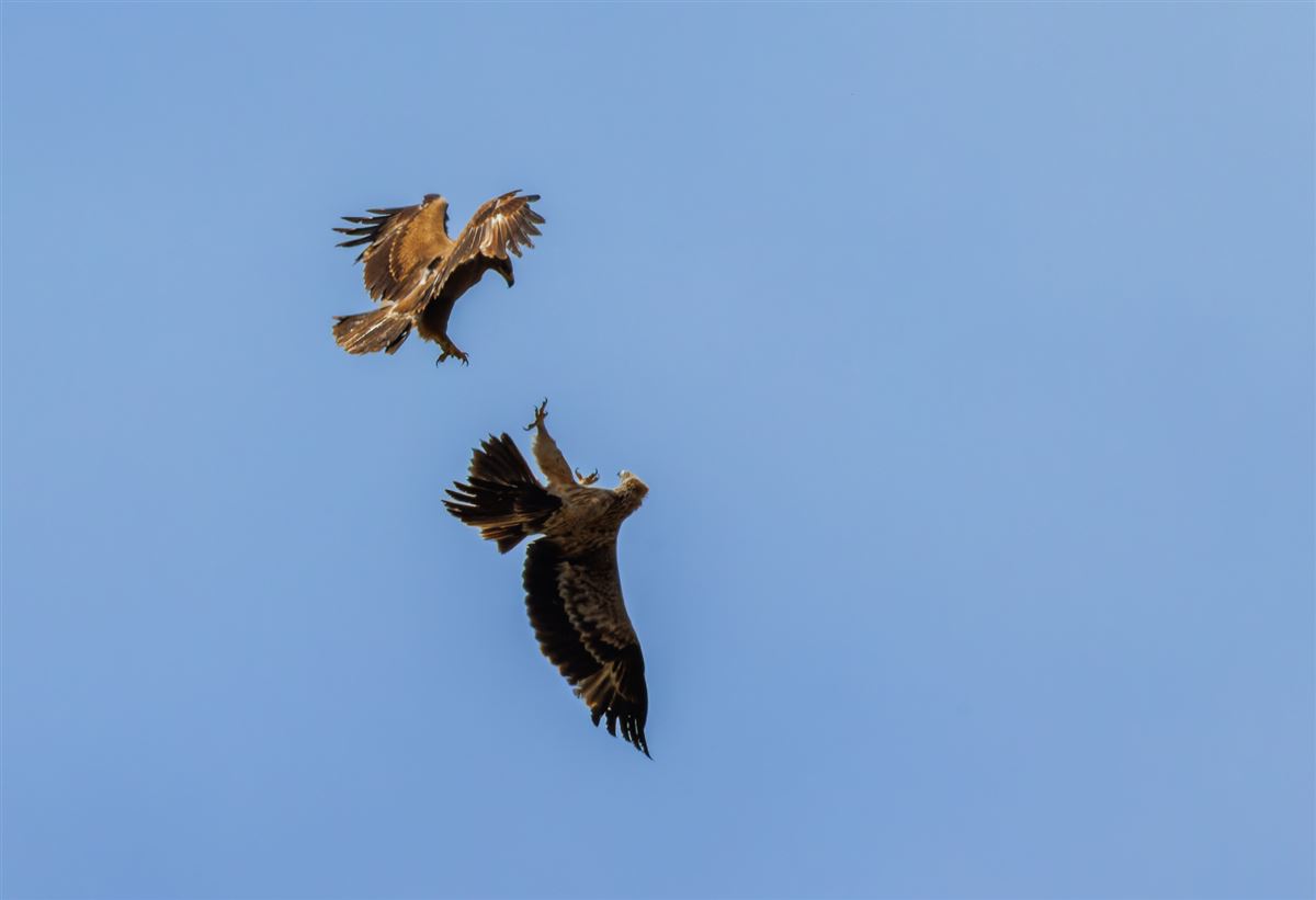 Steppe Eagle