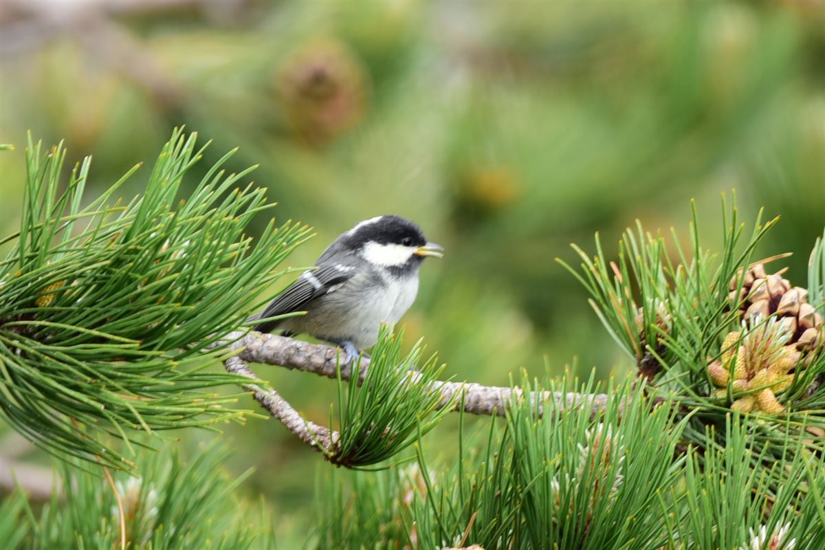 Coal Tit