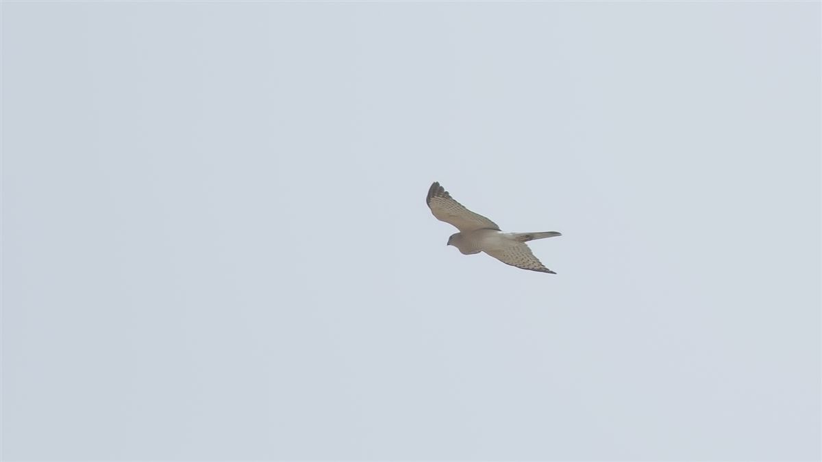 Shikra
