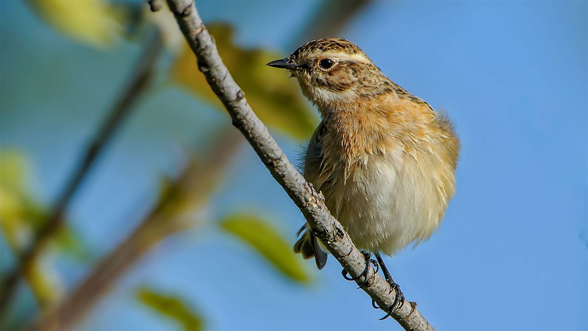 Whinchat