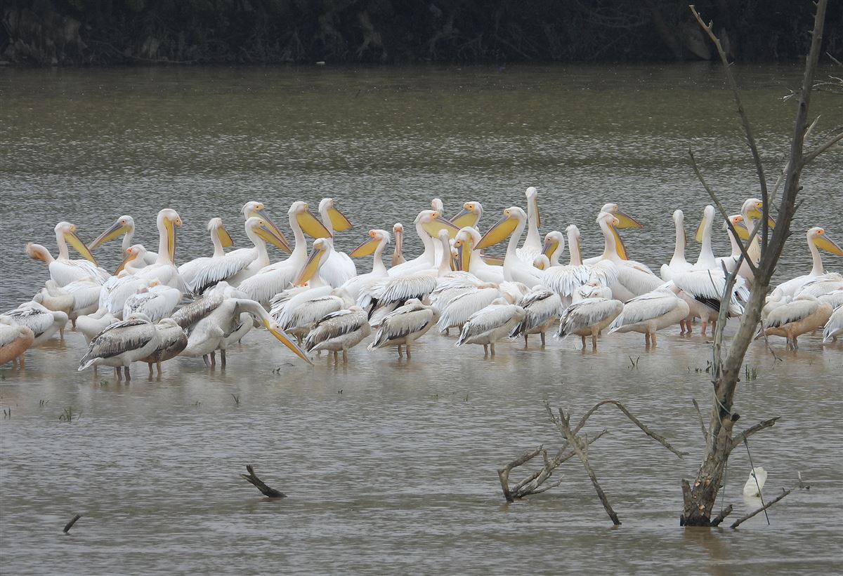 Great White Pelican