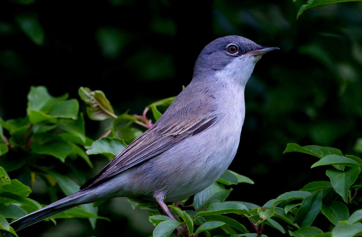 Common Whitethroat