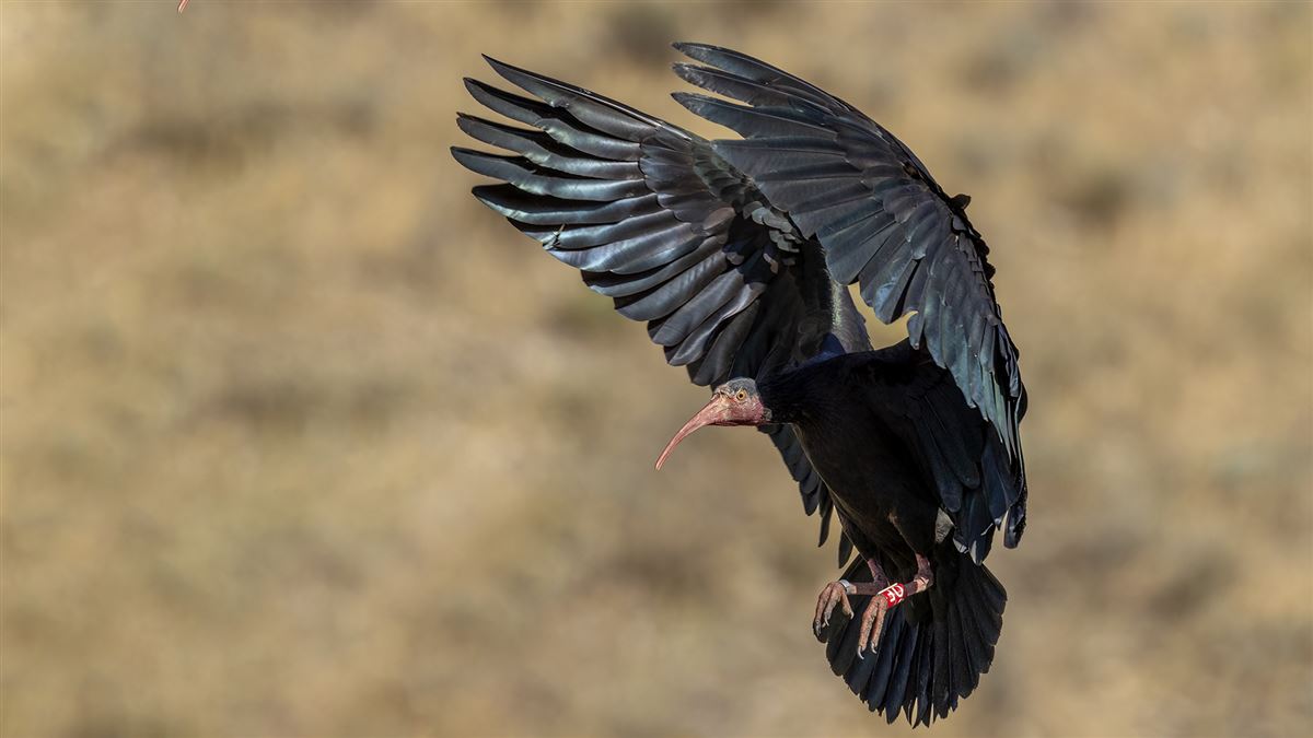 Northern Bald Ibis