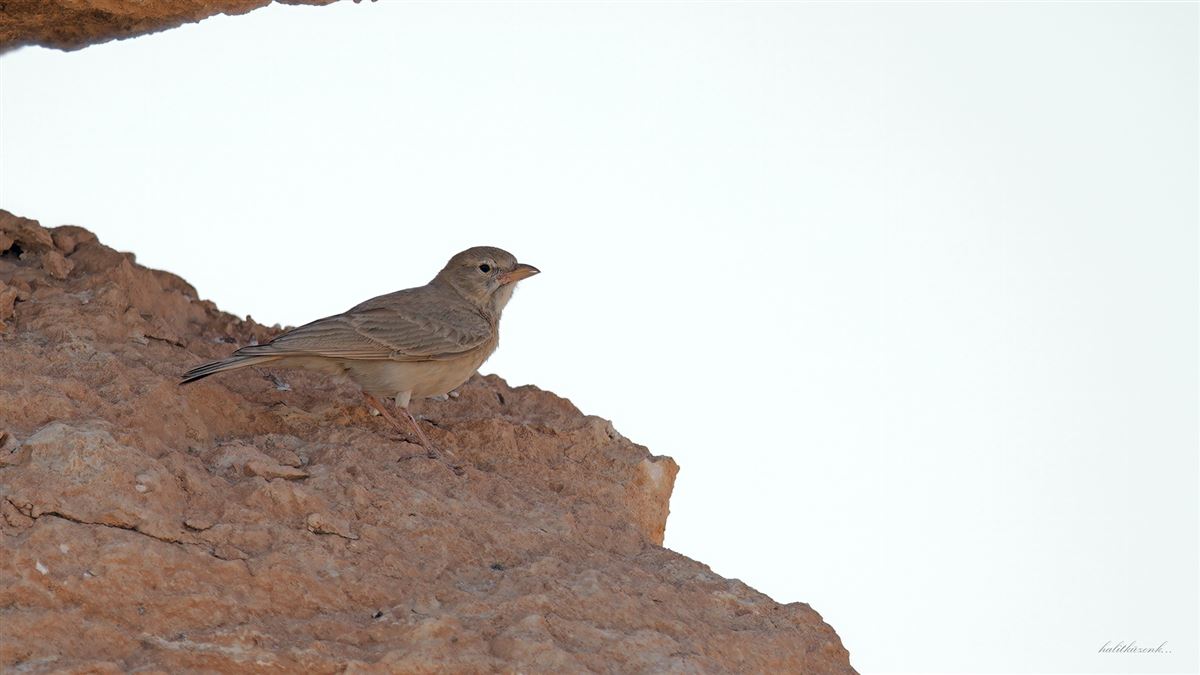 Desert Lark