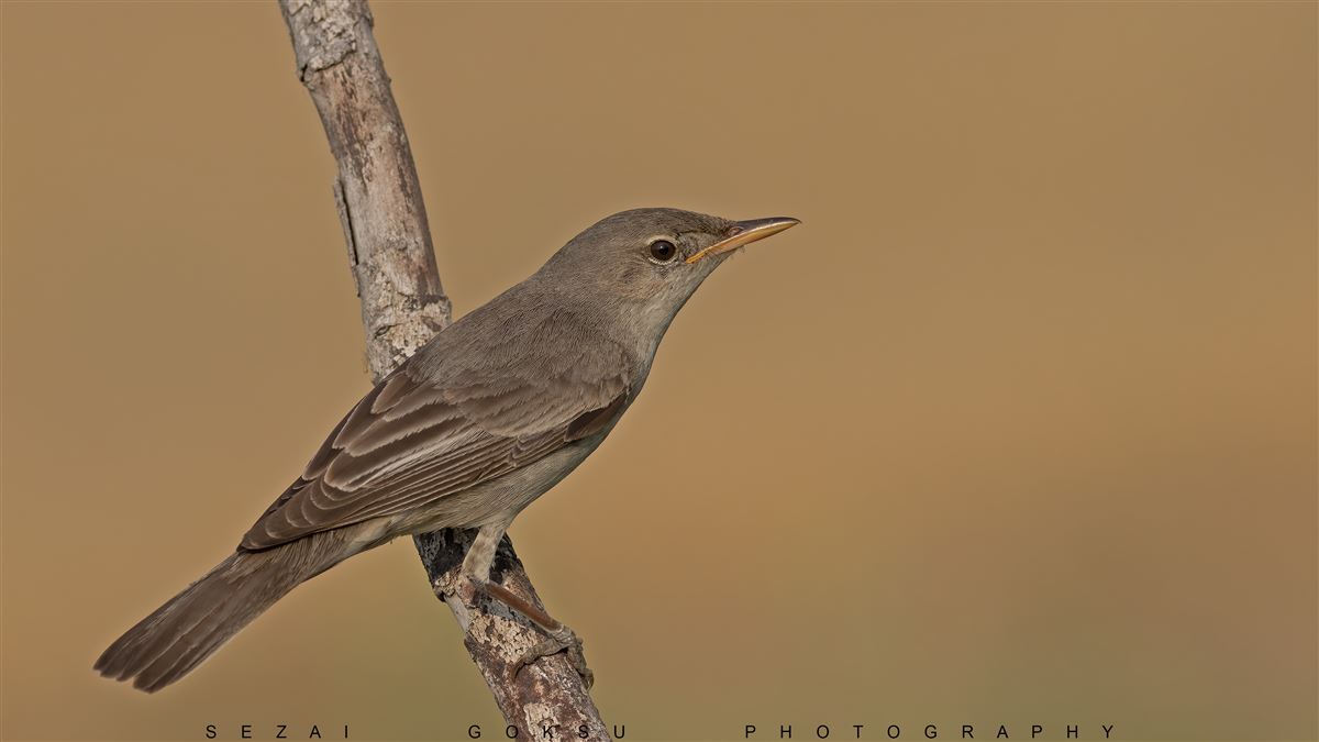 Olive-tree Warbler