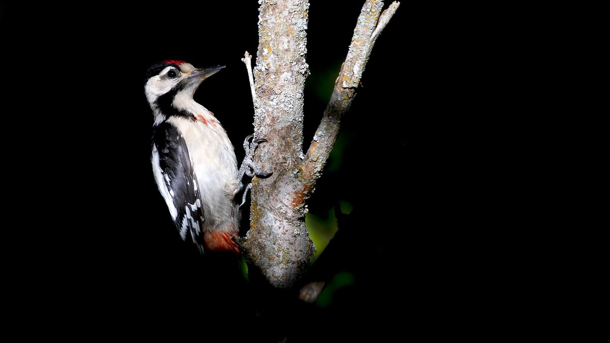 Syrian Woodpecker