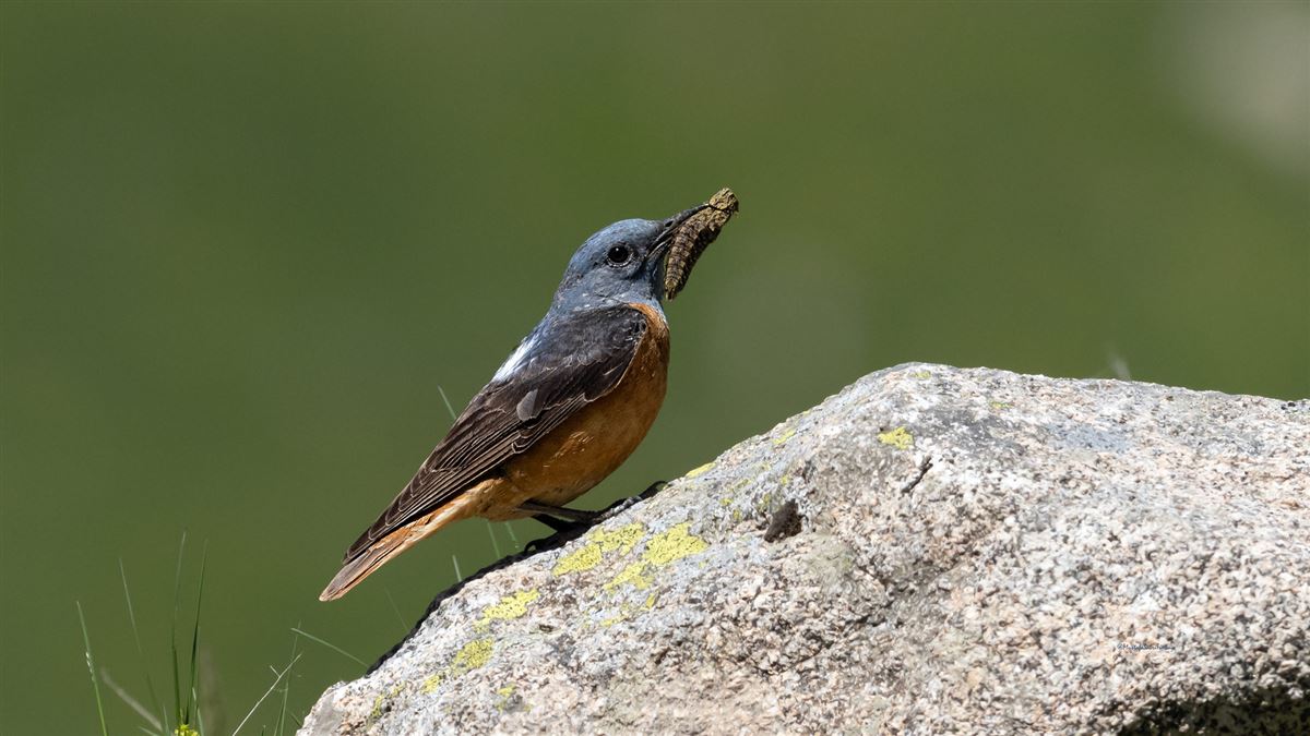 Common Rock Thrush