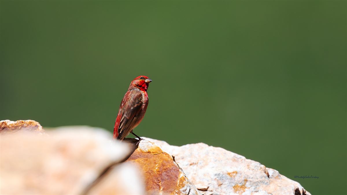 Common Rosefinch