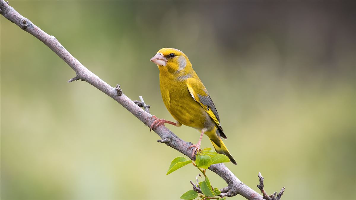 European Greenfinch