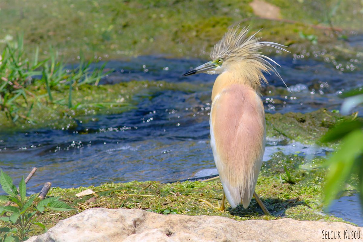 Squacco Heron