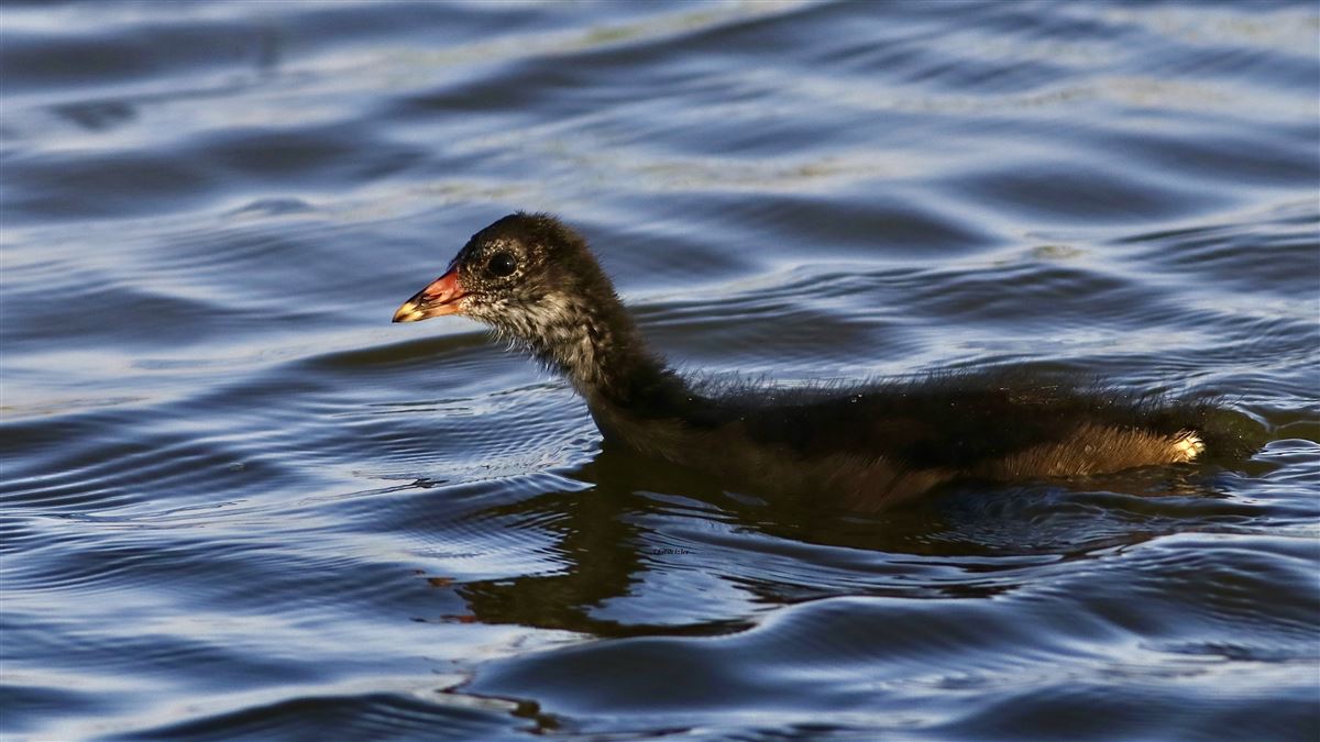 Common Moorhen