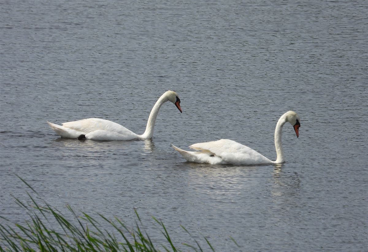 Mute Swan