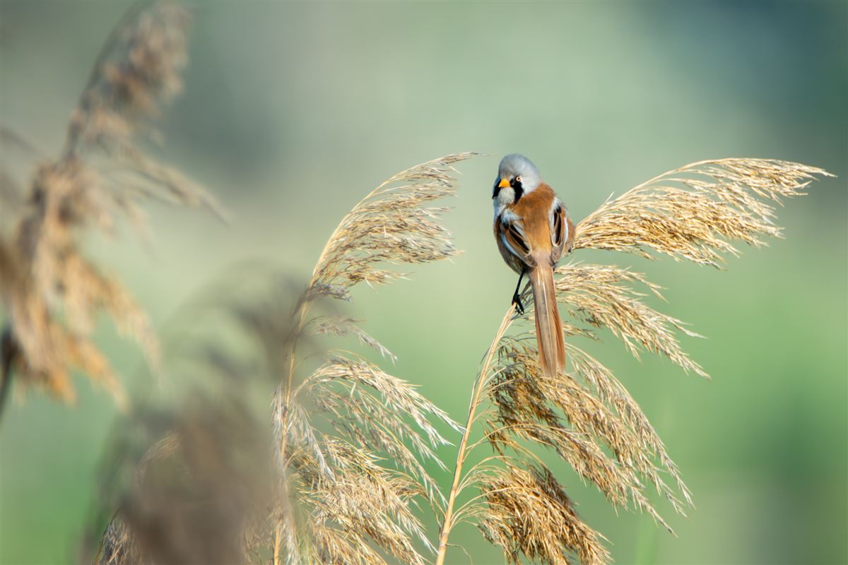 Bearded Reedling