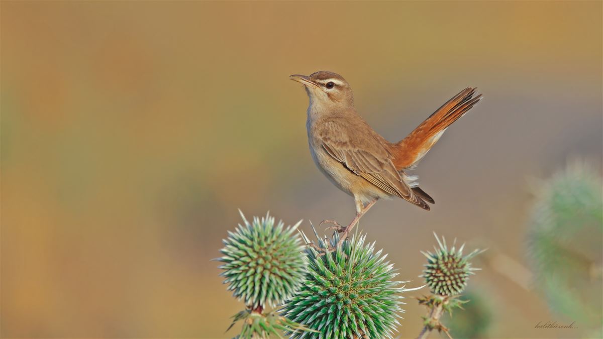 Rufous-tailed Scrub Robin