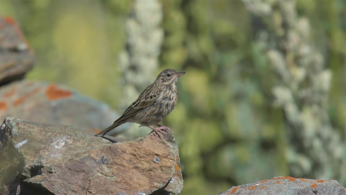 Tree Pipit