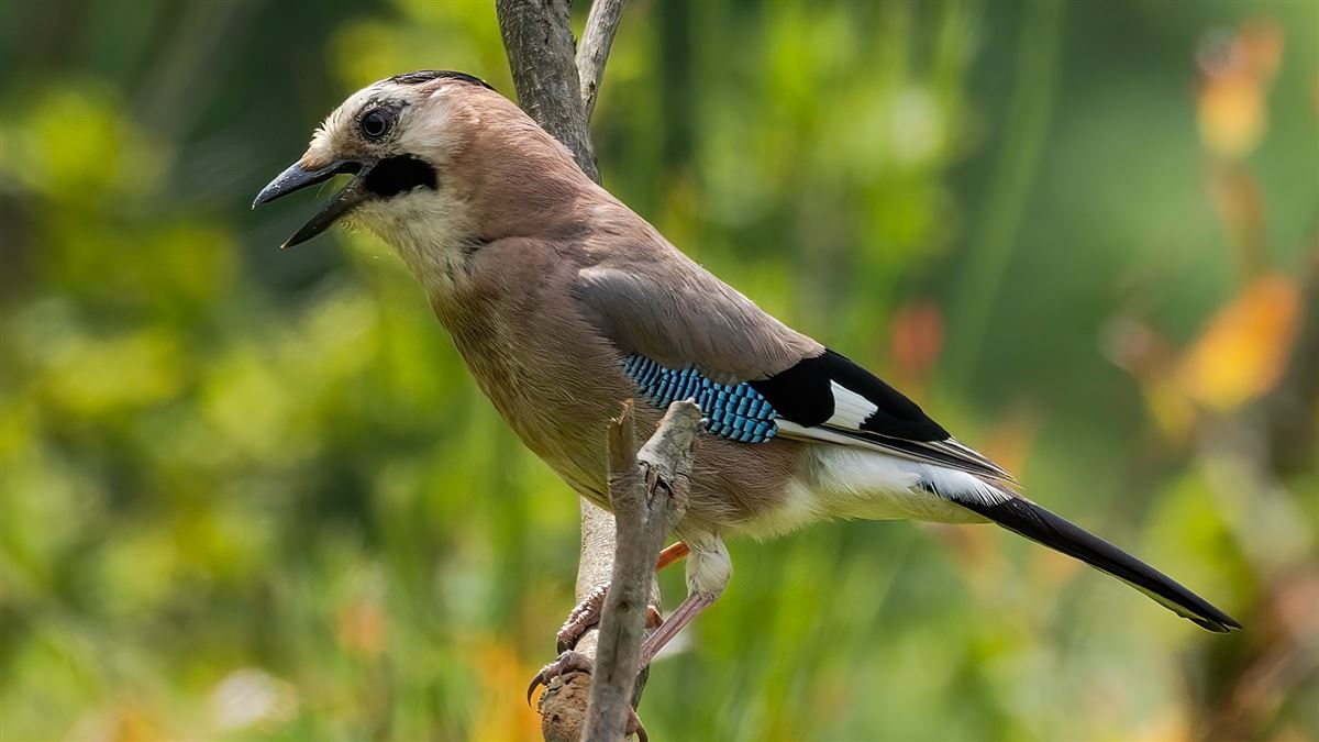 Eurasian Jay
