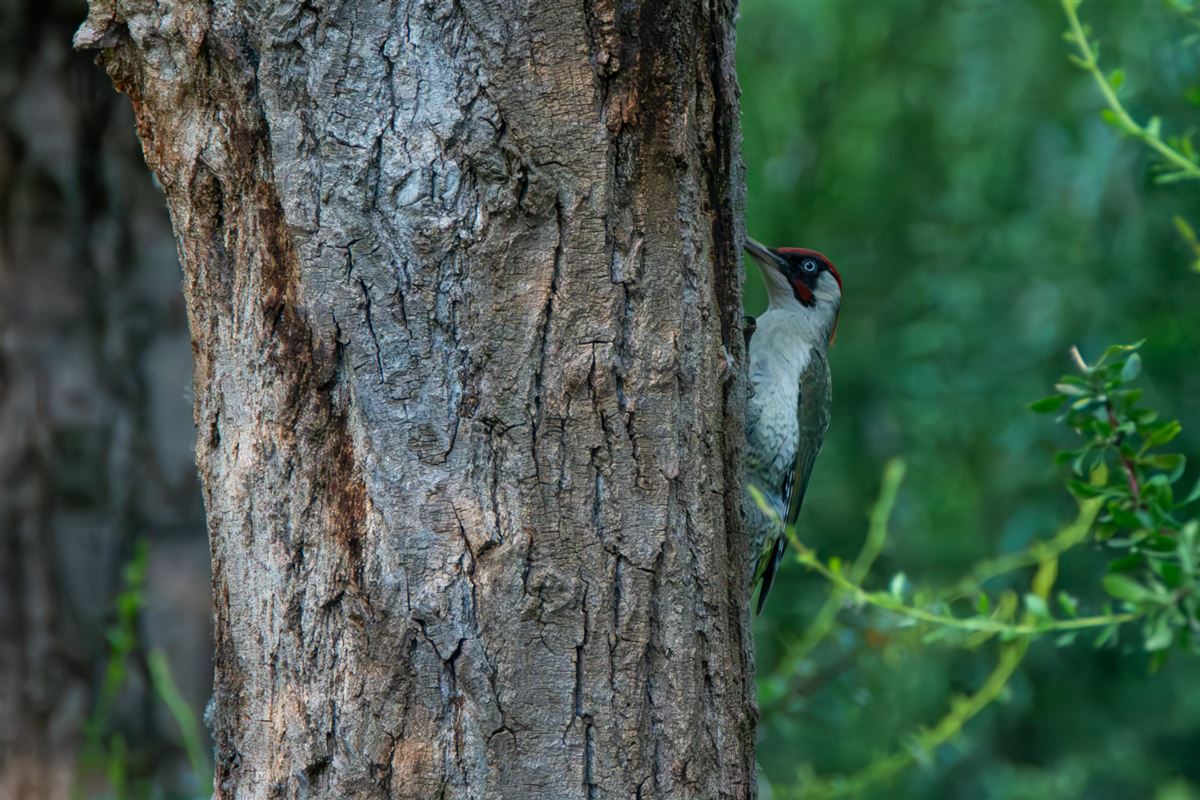 European Green Woodpecker