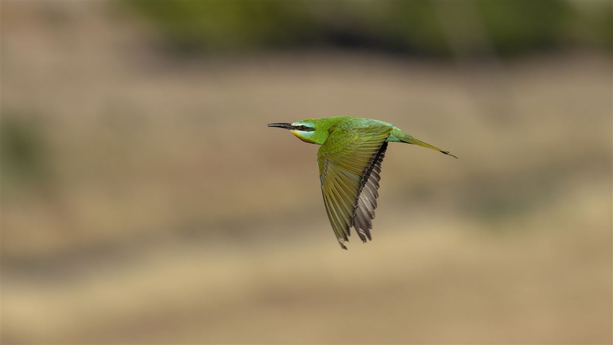 Blue-cheeked Bee-eater