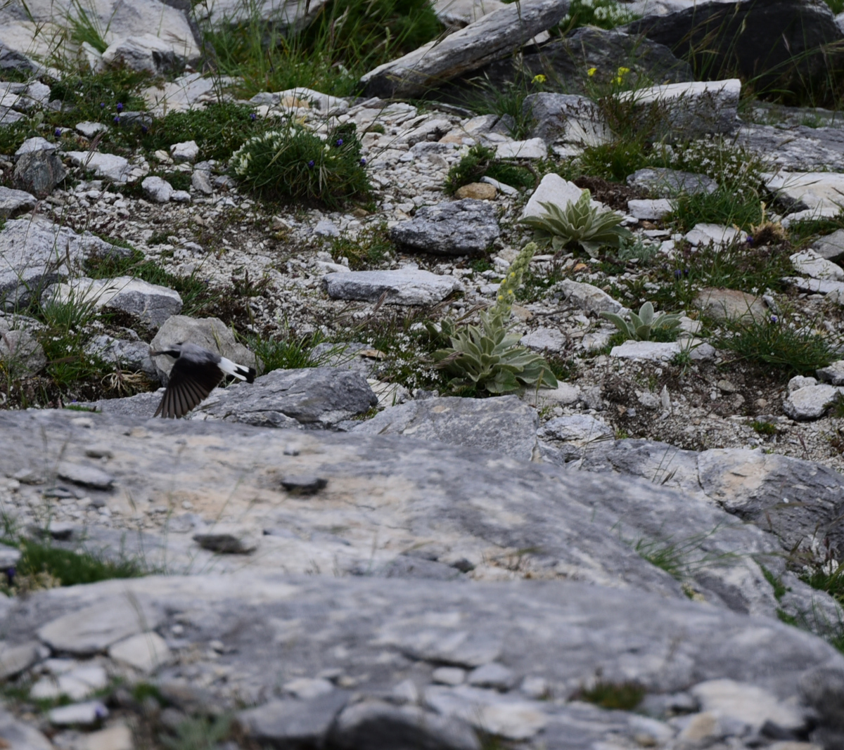 Northern Wheatear