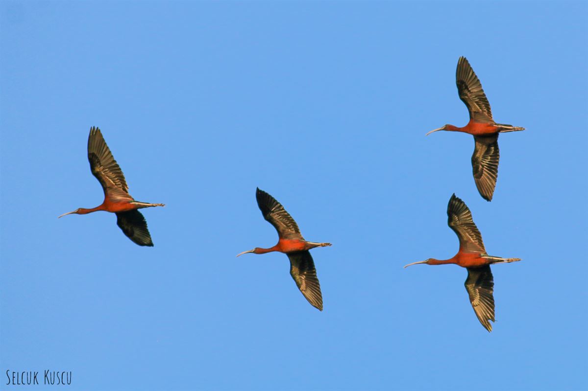 Glossy Ibis