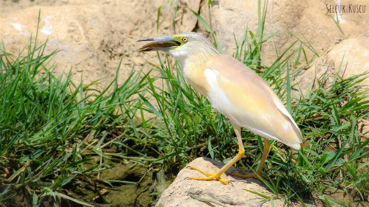 Squacco Heron