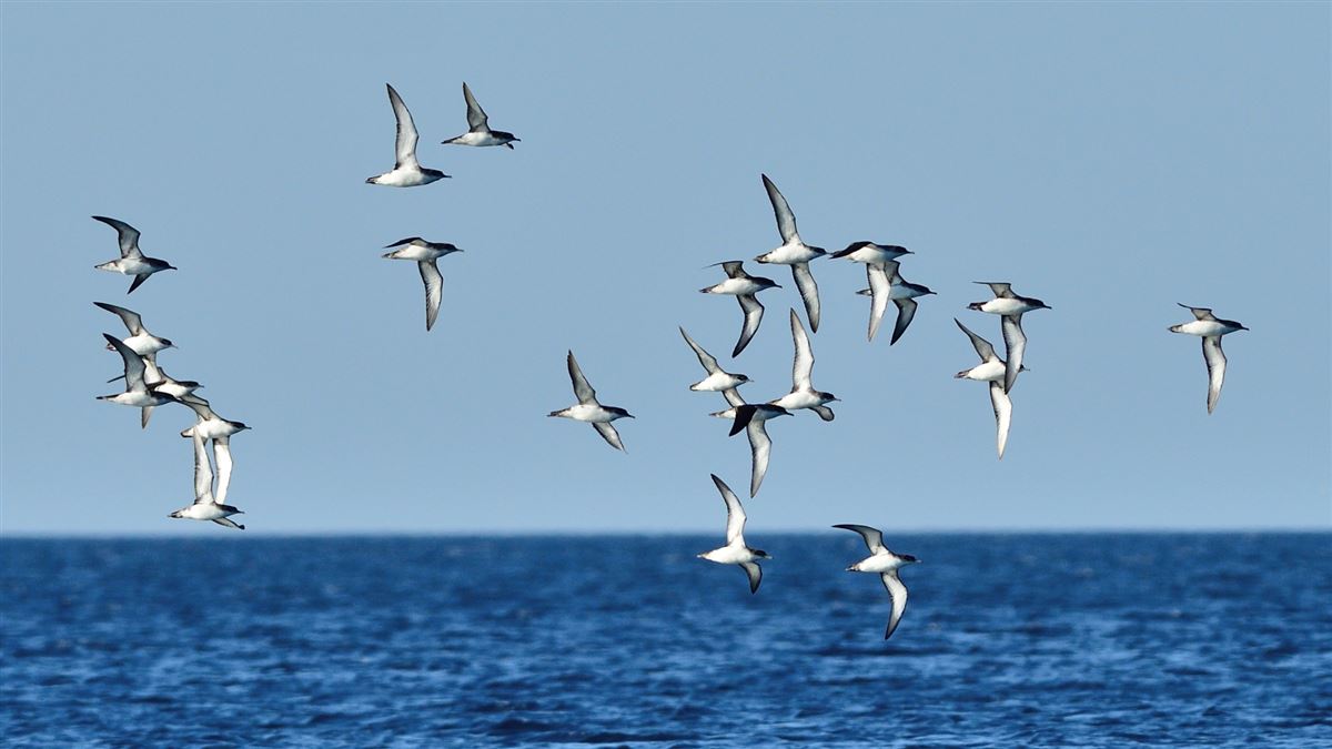 Yelkouan Shearwater