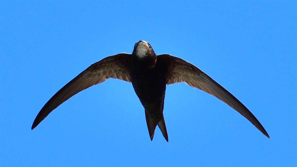 Common Swift