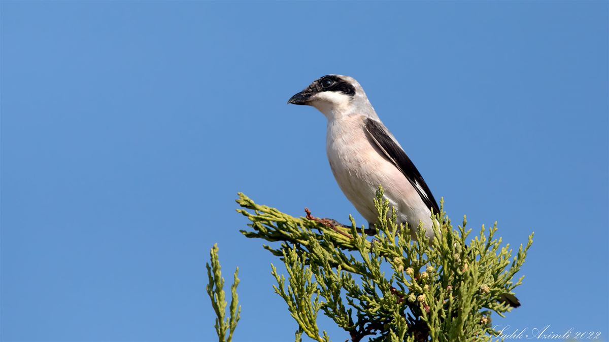 Lesser Grey Shrike