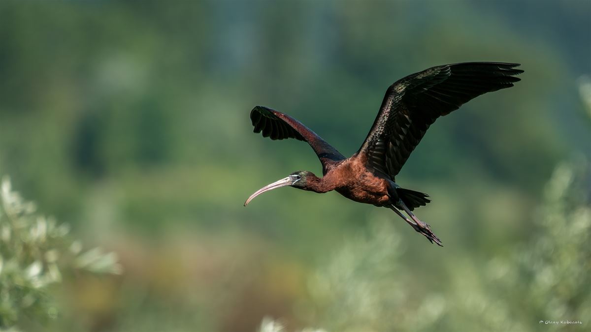 Glossy Ibis