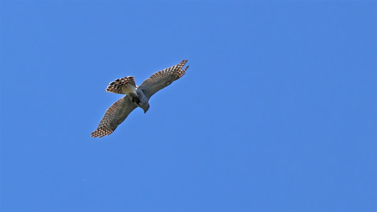 Eurasian Goshawk