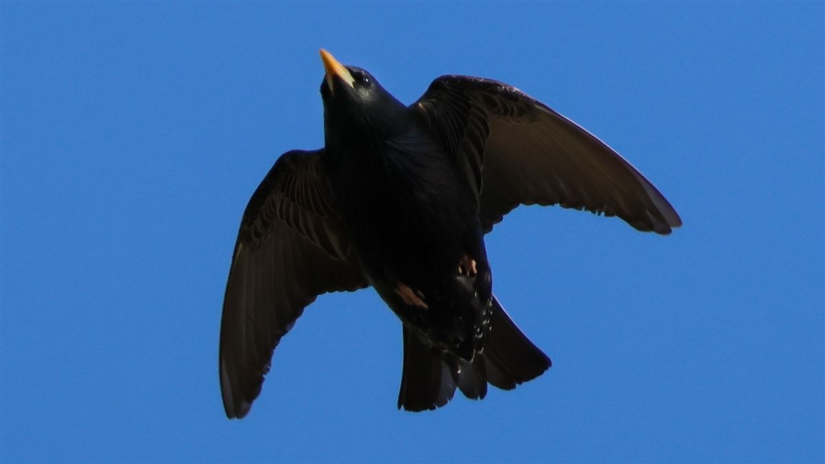 Common Starling