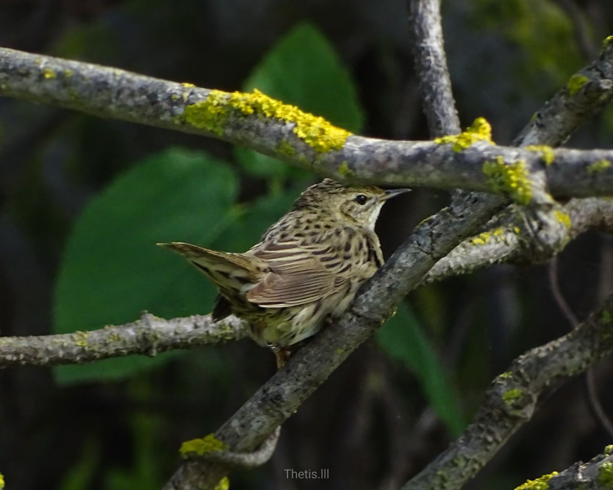 Common Grasshopper Warbler