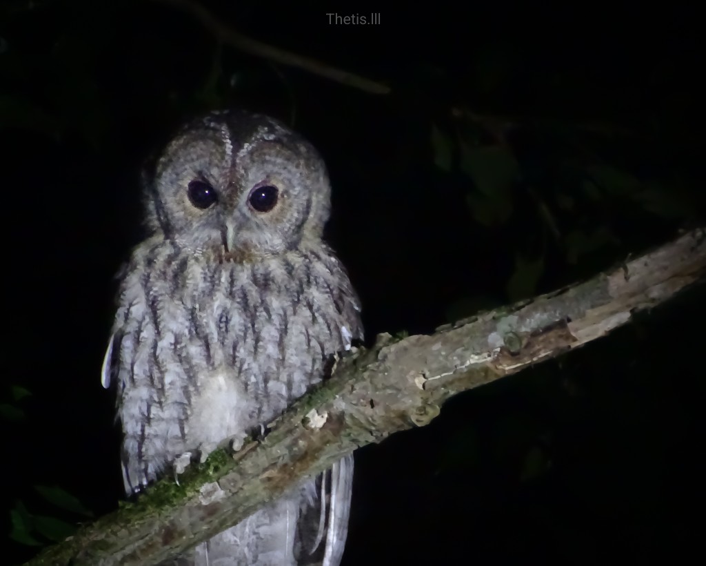 Tawny Owl