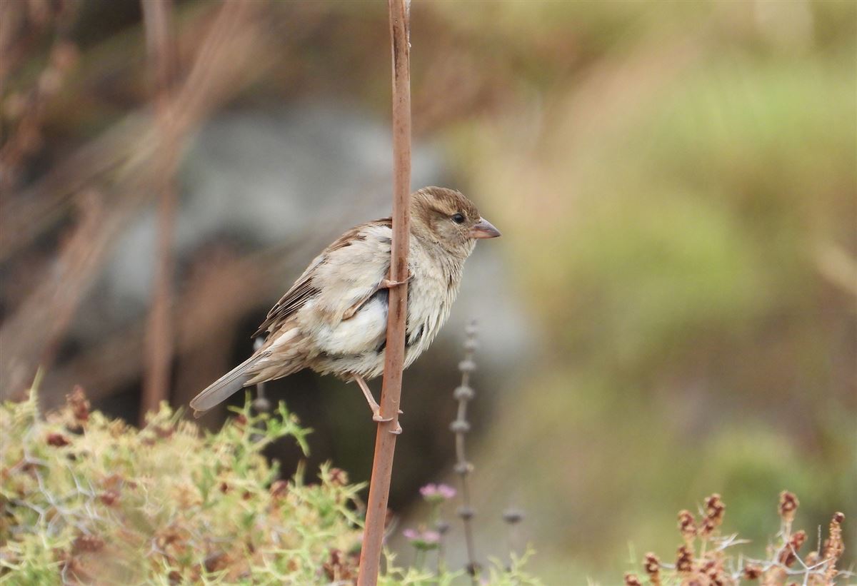 House Sparrow