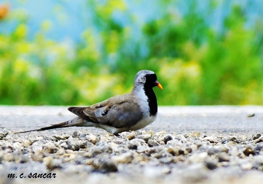 Namaqua Dove