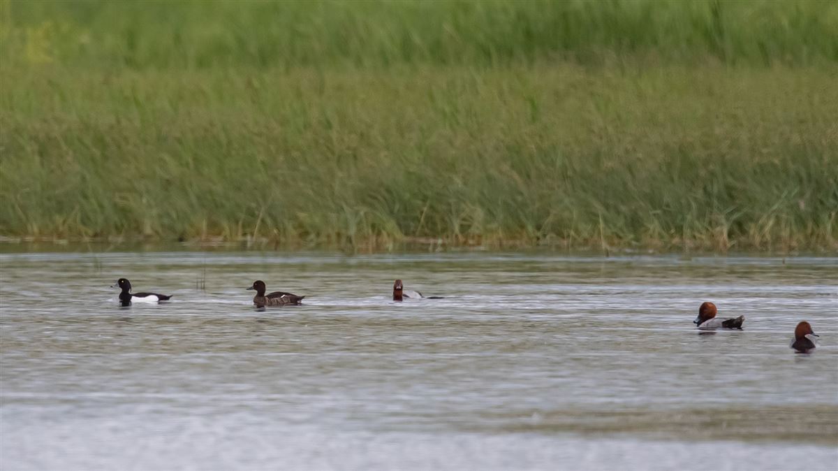 Tufted Duck