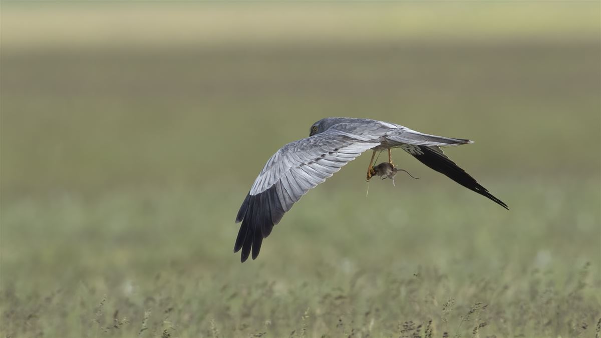 Montagu`s Harrier