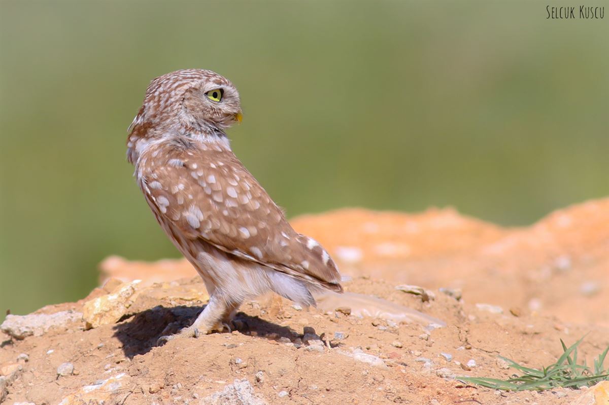 Little Owl